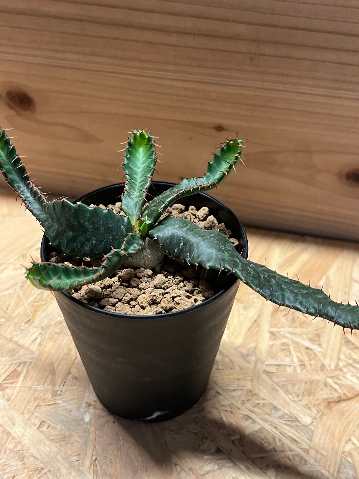 送料無料 入手困難 激レア ユーフォルビア 飛竜 カタチ製作所 バレル 超良個体 ユーフォルビア ステラータ 飛竜 | GREEN LUCK