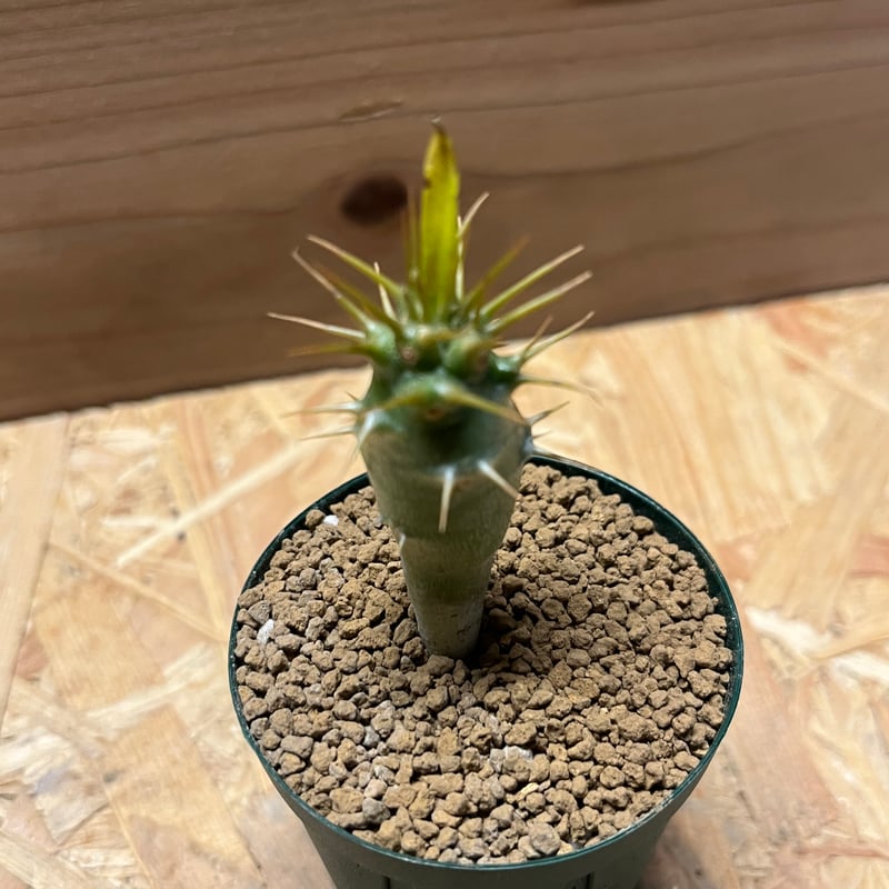 パキポディウム アンボンゲンセ | GREEN LUCK