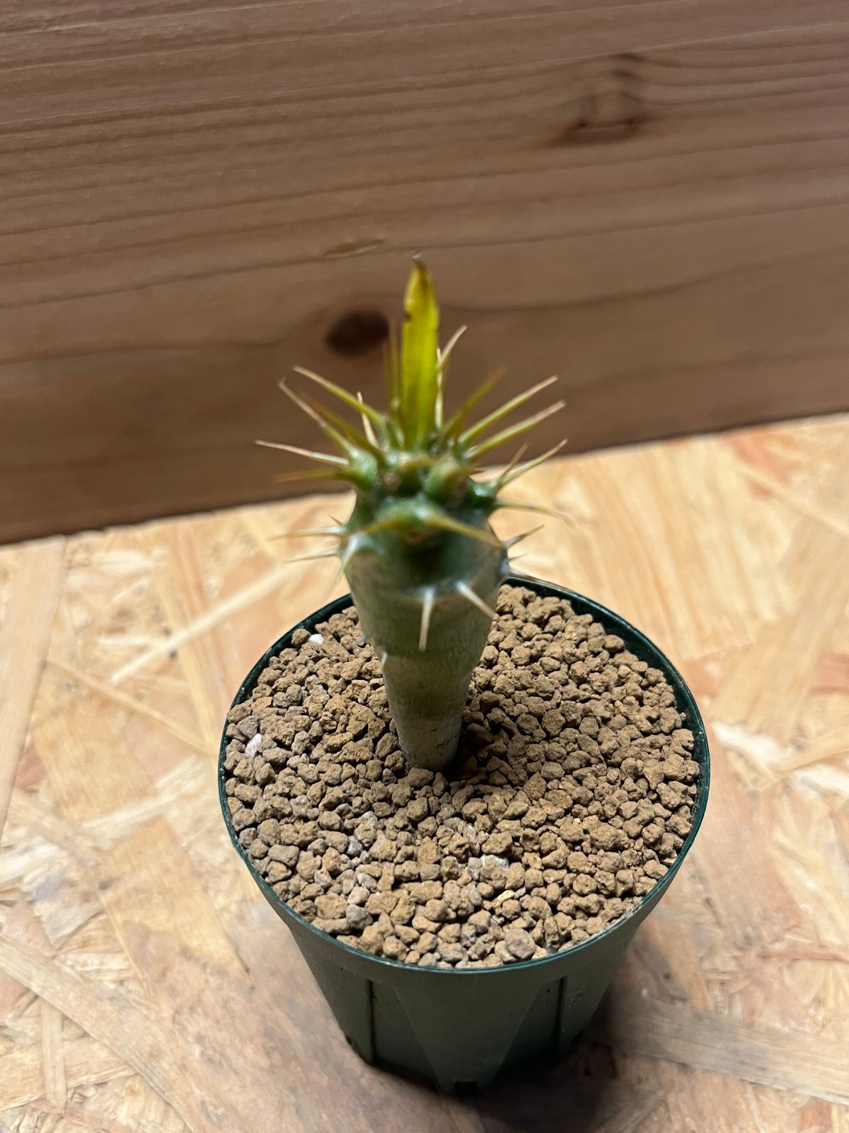 パキポディウム　アンボンゲンセ　良型　鉢ごとメルカリ便 パキポディウム アンボンゲンセ 良型 鉢ごとメルカリ便②