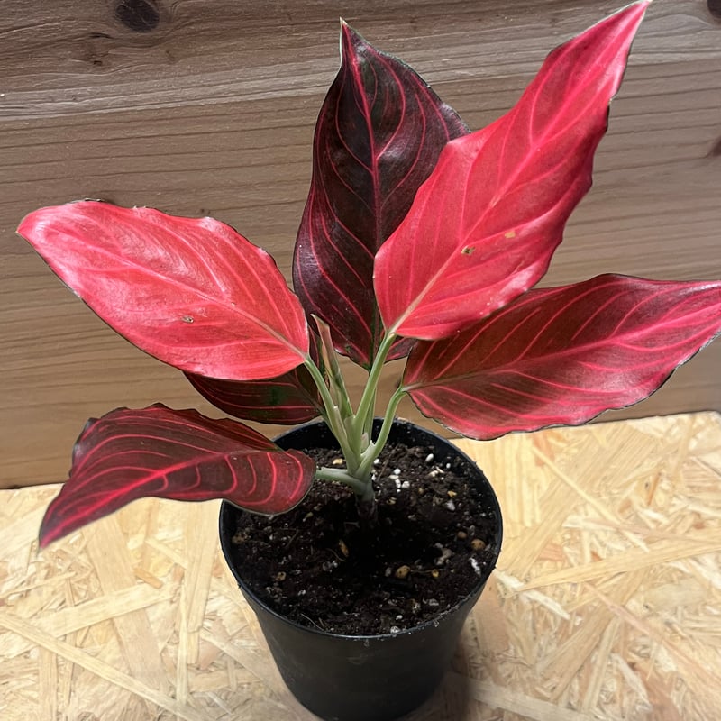 アグラオネマ レッドベイン | GREEN LUCK