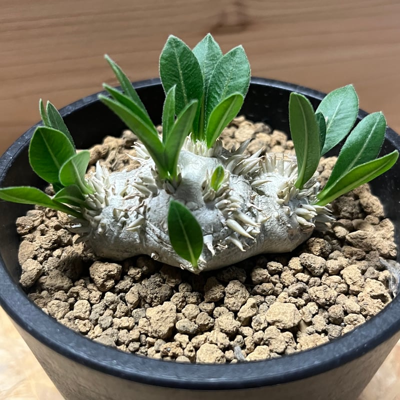 パキポディウム 恵比寿笑い | GREEN LUCK