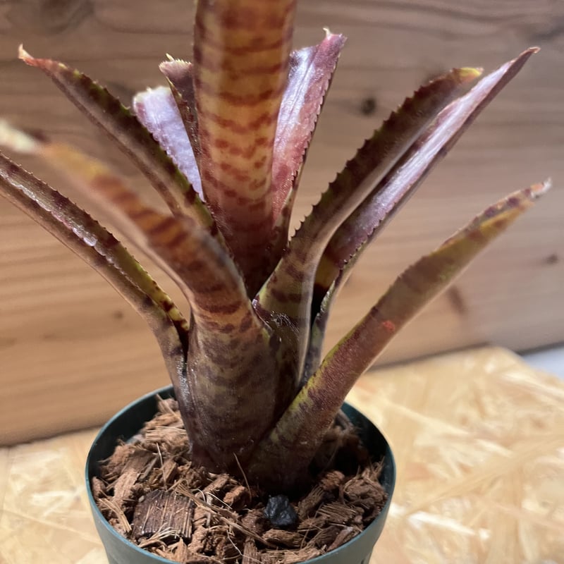 ジェリーキャット　クロコ　廃盤　レア ジェリーキャット クロコ 廃盤 レア - メルカリ