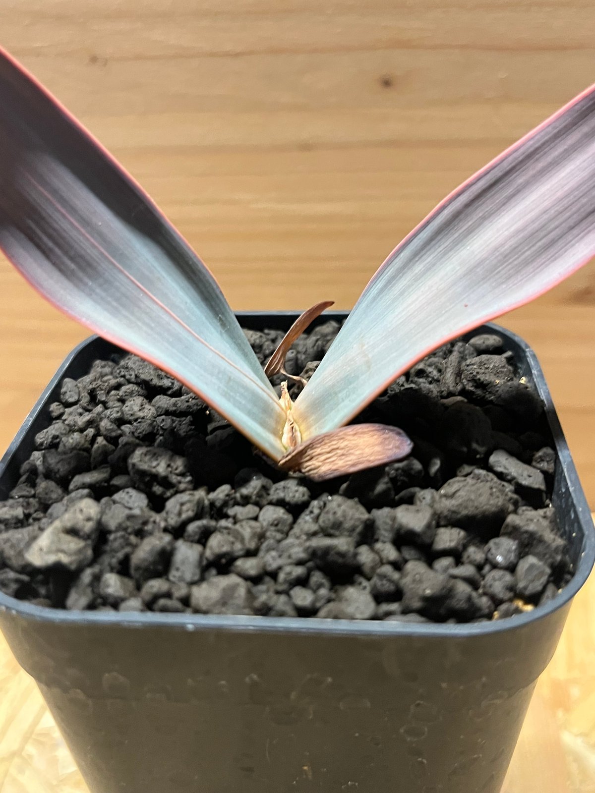 F729 珍奇植物 奇想天外 / ウェルウィッチア ミラビリス極上大株 F729 珍奇植物 奇想天外 / ウェルウィッチア ミラビリス極上大株