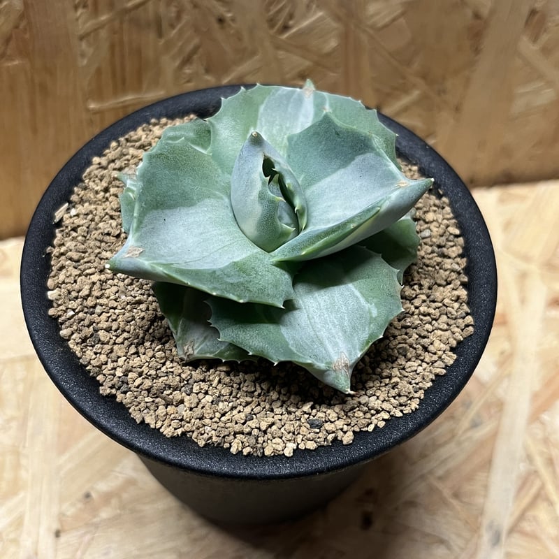 アガベ イシスメンシス ホワイト | GREEN LUCK