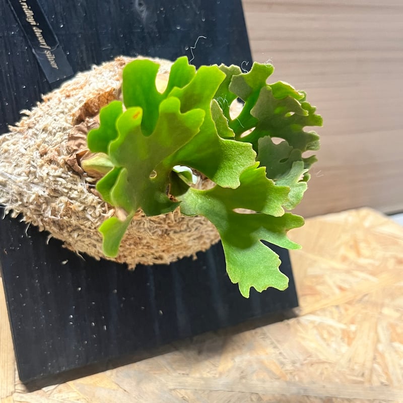 ビカクシダ リドレイ ドワーフ シルベリー | GREEN LUCK