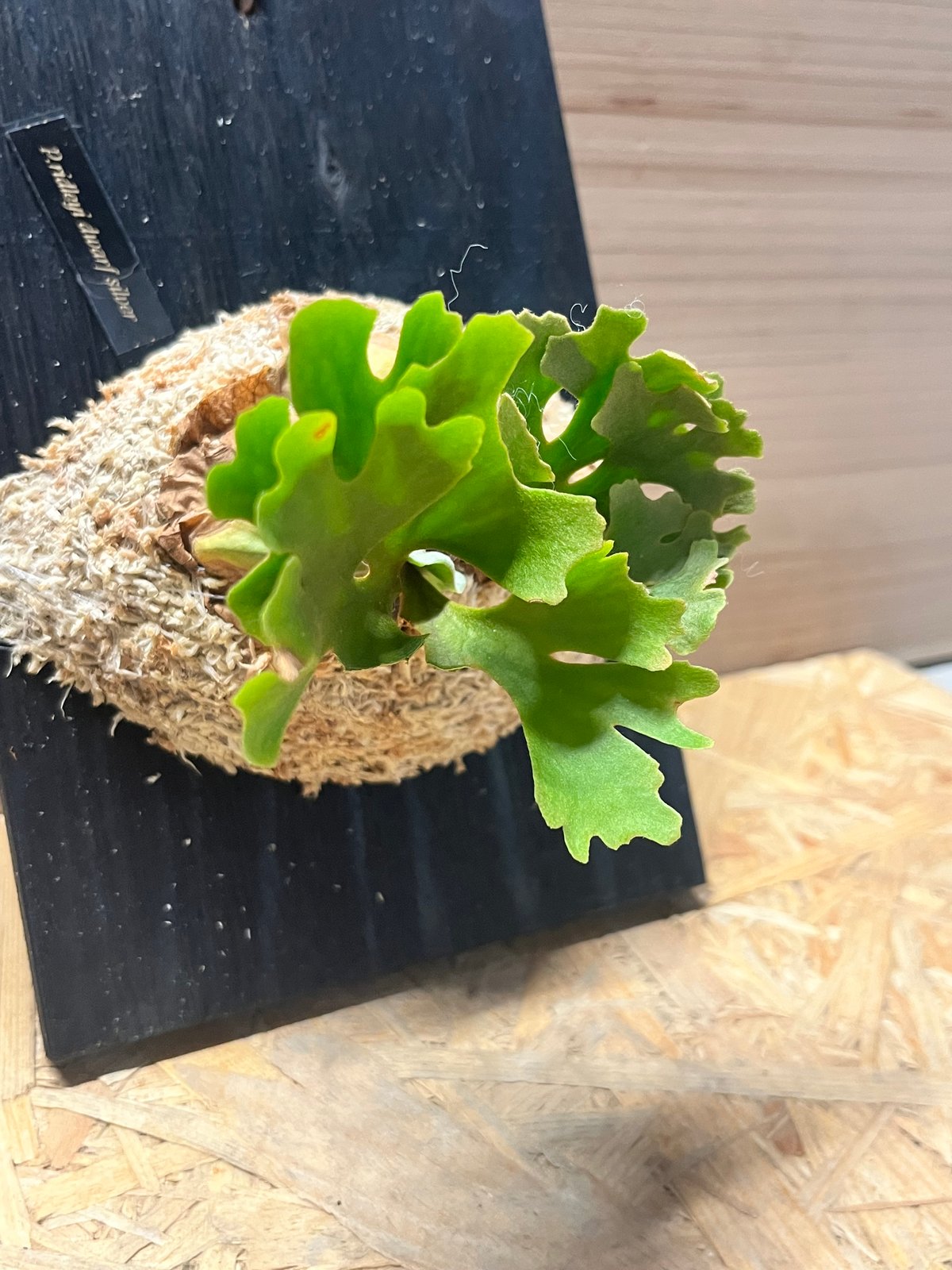 ビカクシダ リドレイ ドワーフ シルベリー | GREEN LUCK