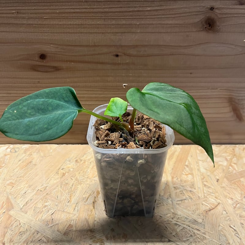 アンスリウム ポーティラエ NSE | GREEN LUCK