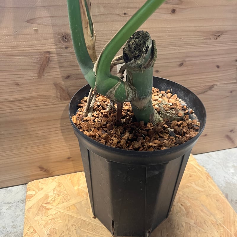 モンステラ デリシオーサ マクロコズム | GREEN LUCK