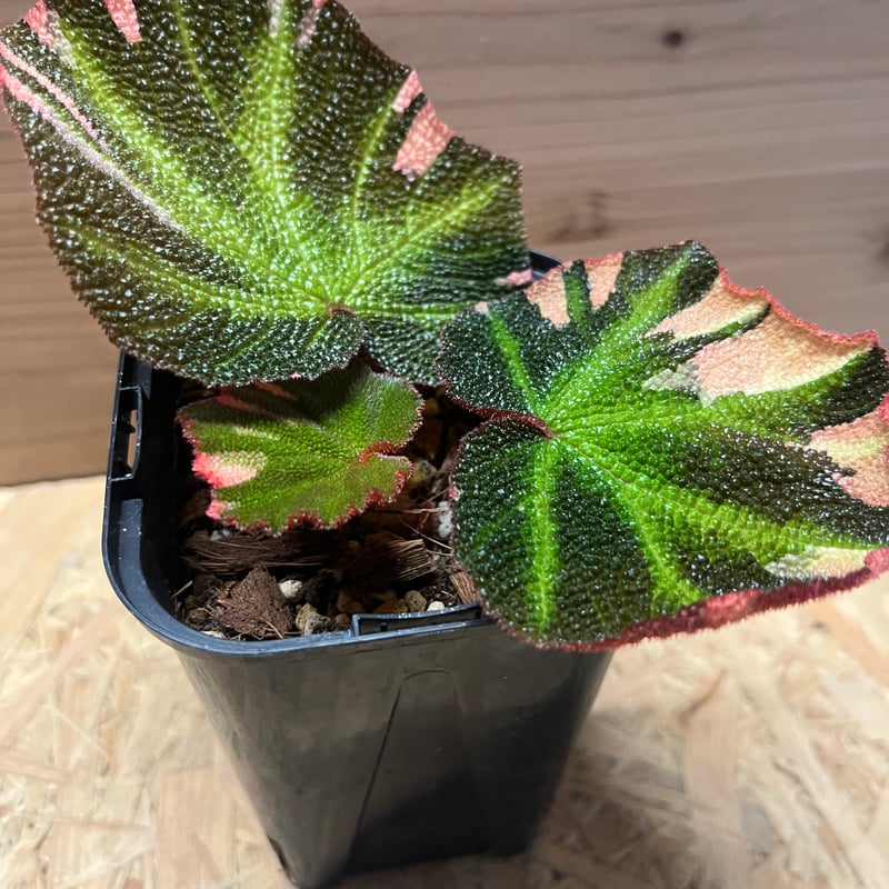 ベゴニア ソリムタータ 斑入り | GREEN LUCK