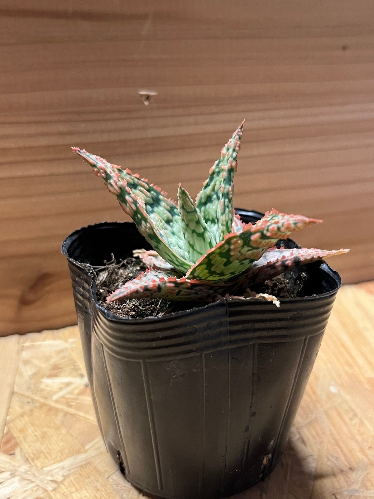 Aloe hybrid 'lava' の紹介 – ゆるぷ アロエ ハイブリッドLava