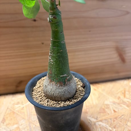 アデニア　グラウカ