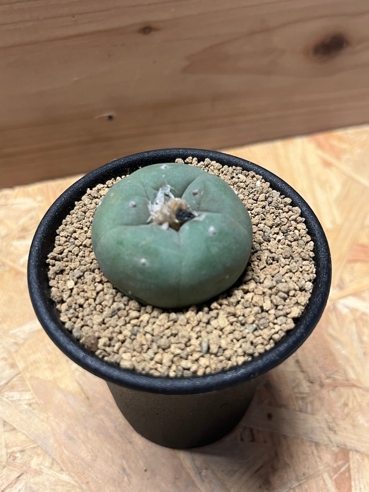 ロフォフォラ 銀冠玉 | GREEN LUCK