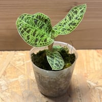 ディオーン エデュレ | GREEN LUCK