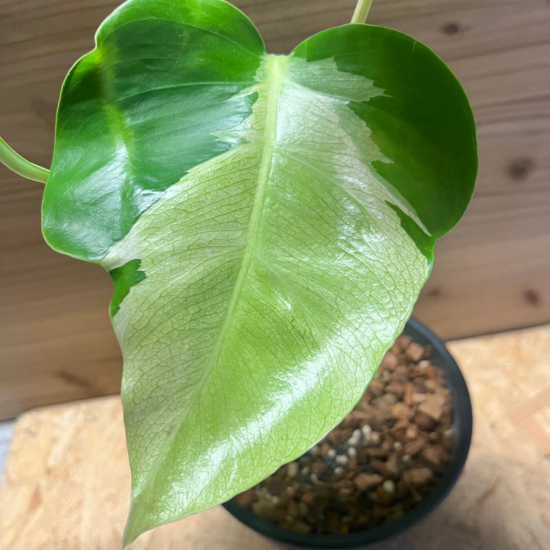 モンステラ デリシオーサ 'ホワイトラヴァ' | GREEN LUCK