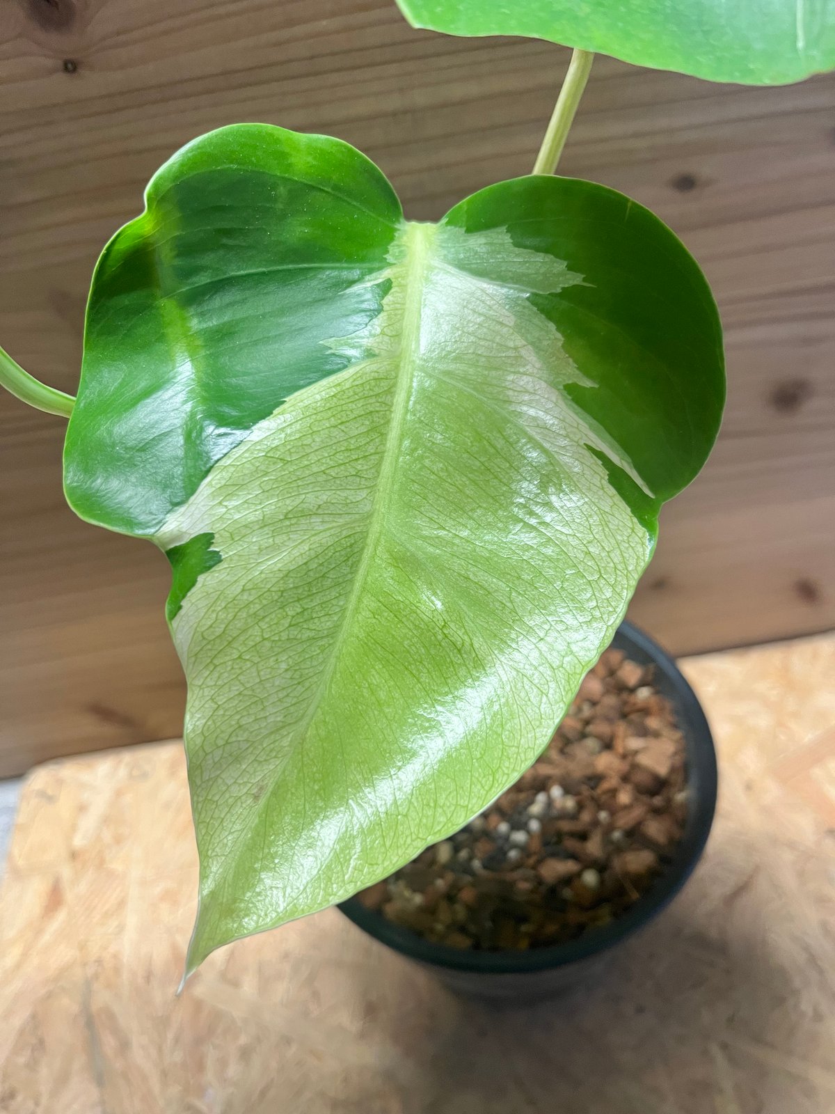 モンステラ デリシオーサ 'ホワイトラヴァ' | GREEN LUCK