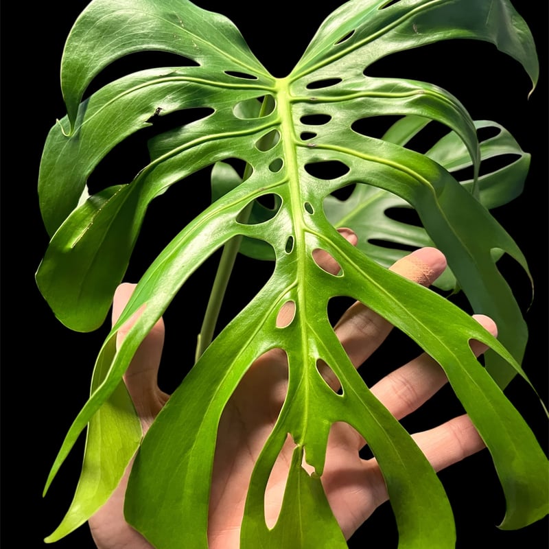 モンステラ　デリシオーサ　20本 モンステラ（デリシオーサ）6号鉢サイズ 観葉植物 ミニ プレゼント