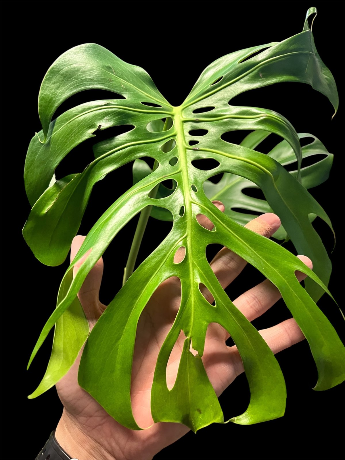 モンステラ ( MONSTERA) デリシオーサ♡ モンステラ デリシオサ／Monstera deliciosa