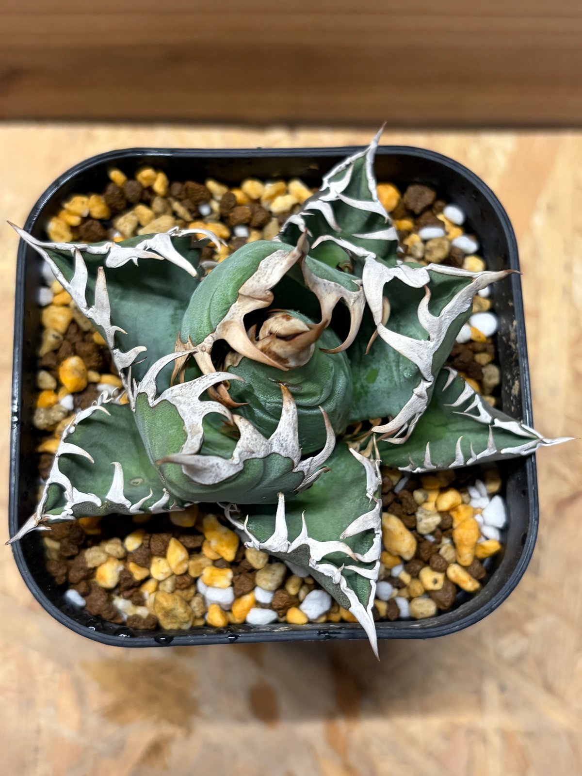 アガベ オテロイ オアハカ | GREEN LUCK