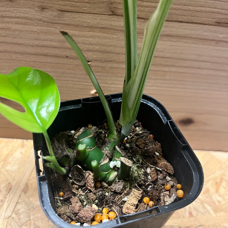 斑入りラフィドフォラ テトラスペルマ パラゴン | GREEN LUCK