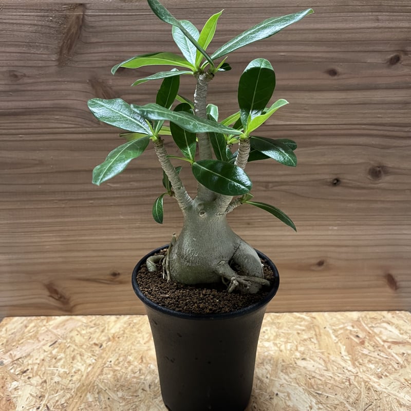 アデニウム アラビカム | GREEN LUCK