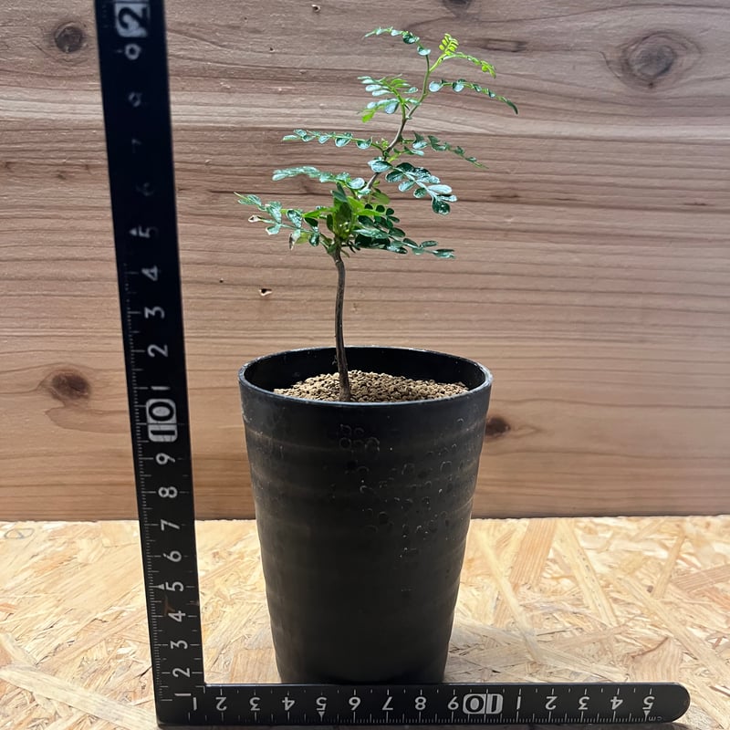 T*e様 オペルクリカリア パキプス 実生・鉢付き オペルクリカリア パキプス-OP52 | Supervoid Caudex