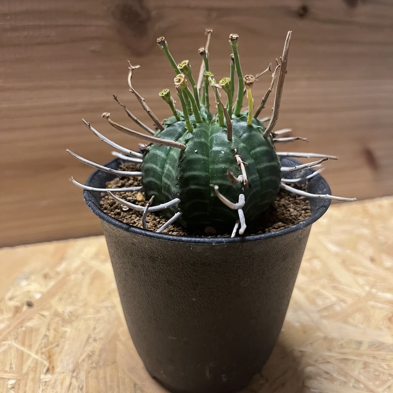 ユーフォルビアバリダ✳️大株 群生 4.5号オリジナル鉢付き スーパーバリダ isla del pescado - Euphorbia valida-ユーフォルビア・バリダ