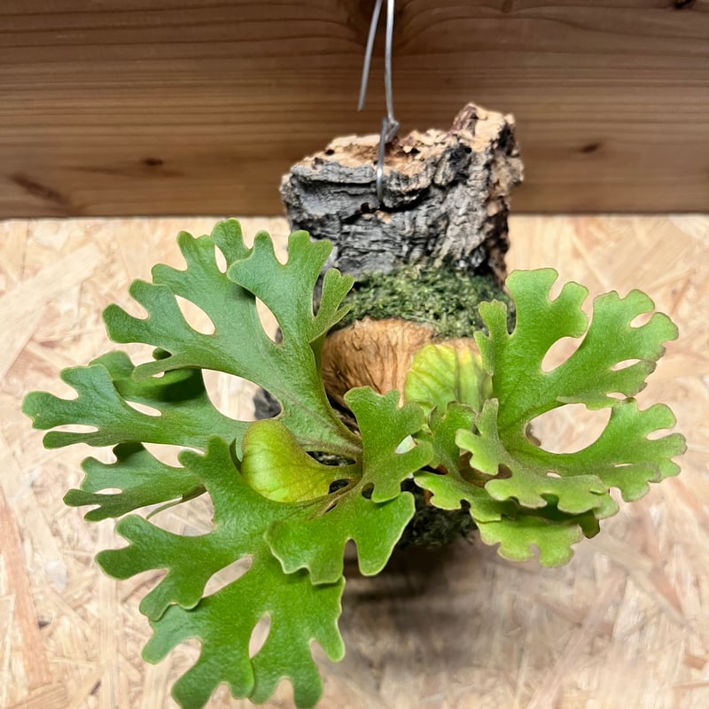 ビカクシダ リドレイ ドワーフ シルベリー | GREEN LUCK