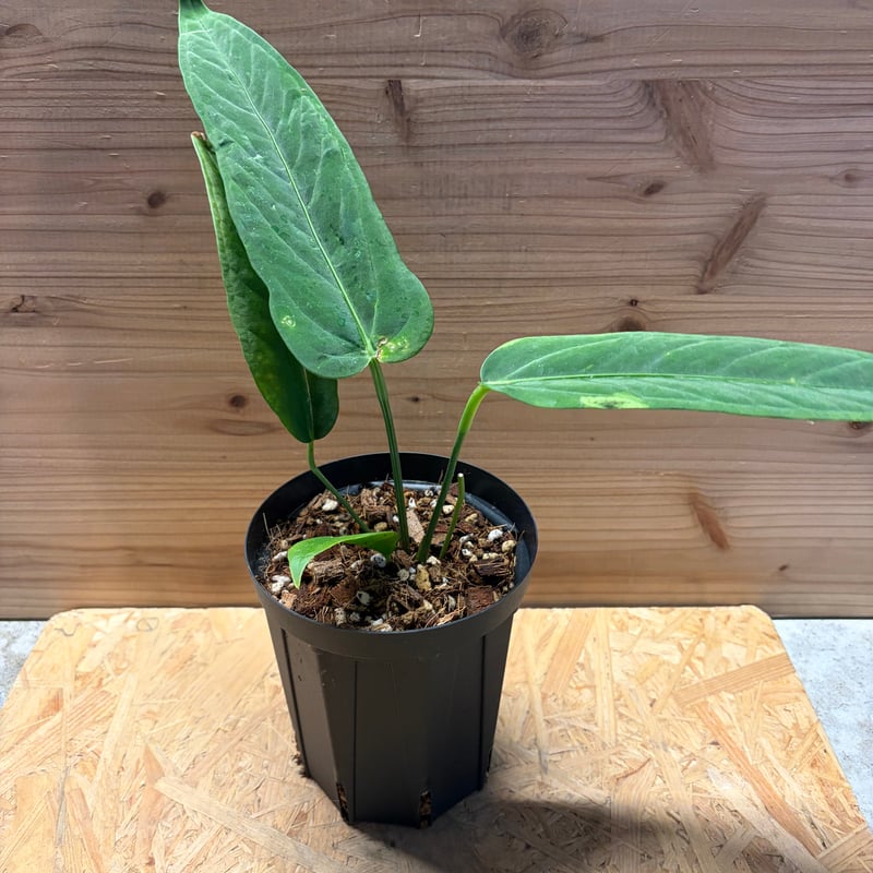 Anthurium panamense アンスリウムパナメンセ アンスリウム パナメンセ | GREEN LUCK