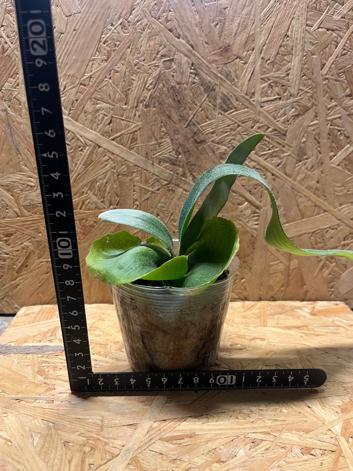 ビカクシダ フーンシキ | GREEN LUCK