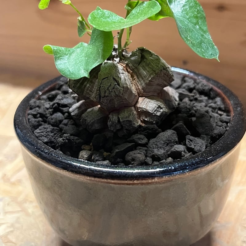 亀甲竜　（ディオスコレア　エレファンティペス）　ベアルート　発芽済み　鉢ごと発送 亀甲竜 ディオスコレア・エレファンティペス 2号 – 鉢人