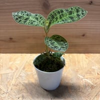 ジュエルオーキッド　マコデスペトラ