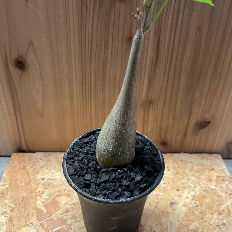 【美形ボコ肌　ゲラルダンサス　マクロリザス】盆栽風 美形ボコ肌 ゲラルダンサス マクロリザス】盆栽風