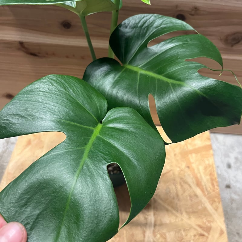 モンステラ デリシオーサ 実生 癖あり | GREEN LUCK