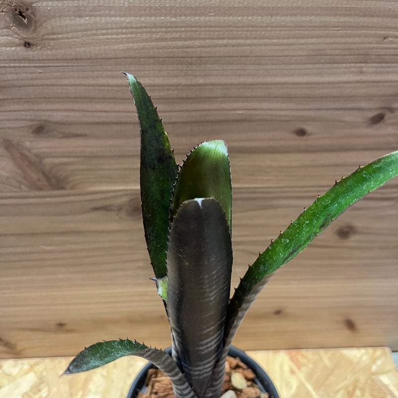 多肉植物　ビルベルギア　ダースベイダー　極上苗 ビルベルギア ダースベイダー | GREEN LUCK