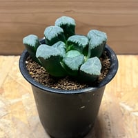 ステファニア　カーウィサキー ステファニア カーウィサキー sp.Nova | GREEN LUCK