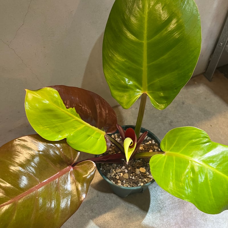 フィロデンドロン インペリアルイエローフレーム | GREEN LUCK
