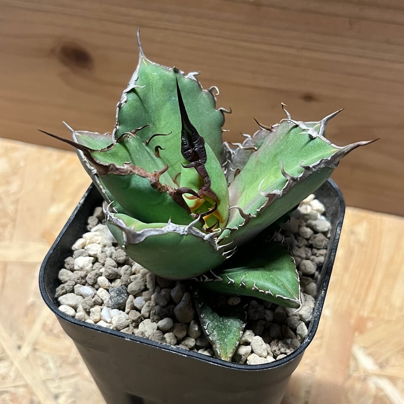 アガベ チタノタ ノーネーム | GREEN LUCK