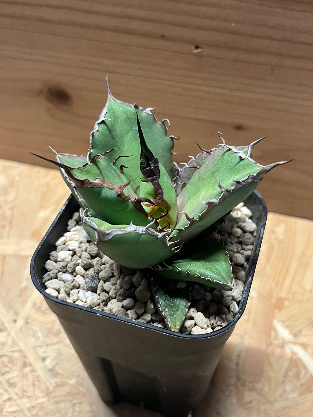 アガベ　オテロイ　チタノタ　ノーネーム アガベ チタノタ ノーネーム | GREEN LUCK