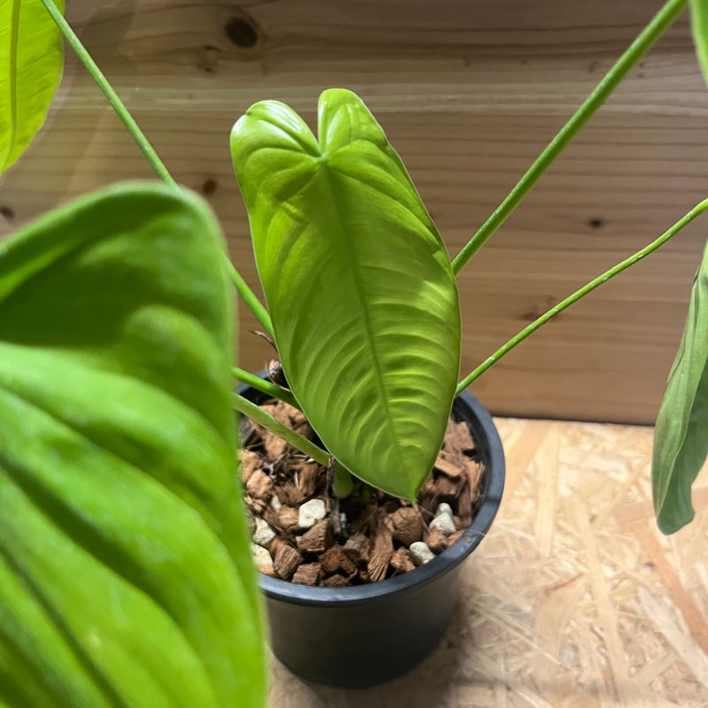 フィロデンドロン テヌー | GREEN LUCK