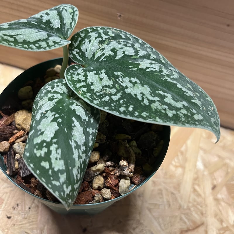 スキンダプサス ピクタス トリカラー | GREEN LUCK