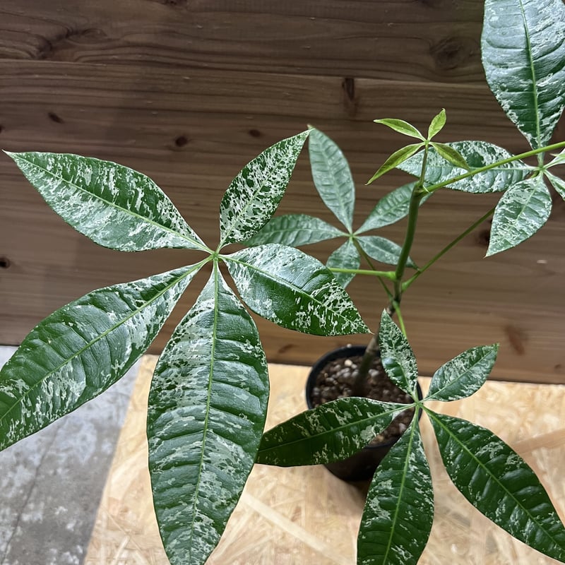 パキラ ミルキーウェイ 実生 パキラ ミルキーウェイ 実生 | GREEN LUCK