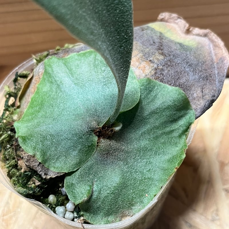 ビカクシダ スノーホワイト | GREEN LUCK