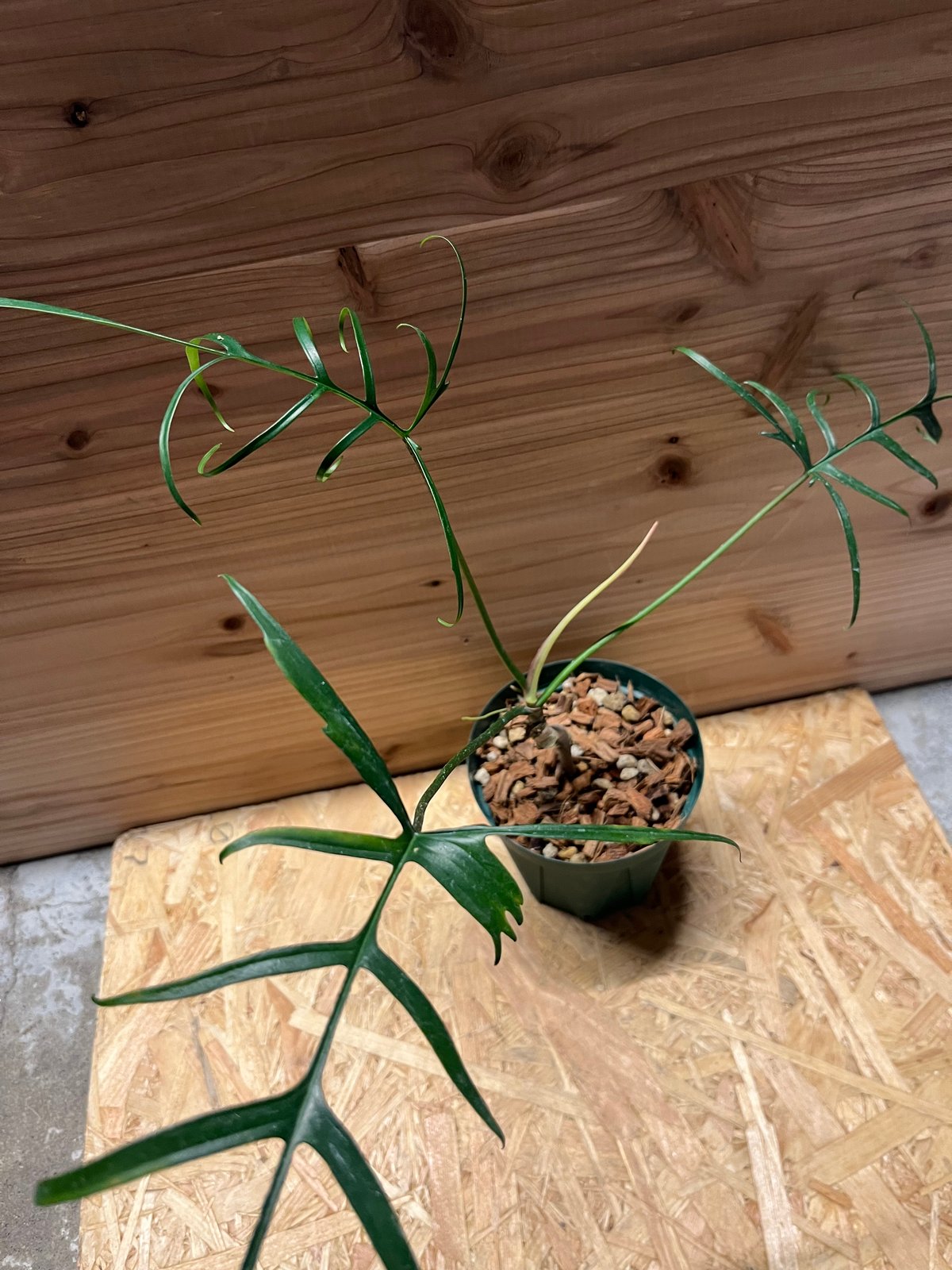 フィロデンドロン ポリポディオイデス | GREEN LUCK