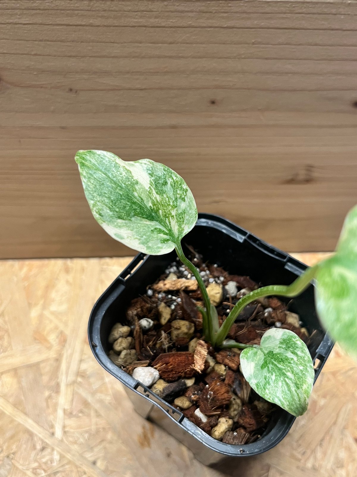 希少大株　斑入りモンステラ　デリシオーサ　グリーンスノー　9号鉢植え発送　葉5枚 希少大株 斑入りモンステラ デリシオーサ グリーンスノー 9号鉢植え