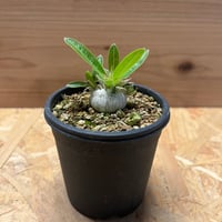 アロエ 千代田錦 | GREEN LUCK アロエ 千代田錦 | GREEN LUCK
