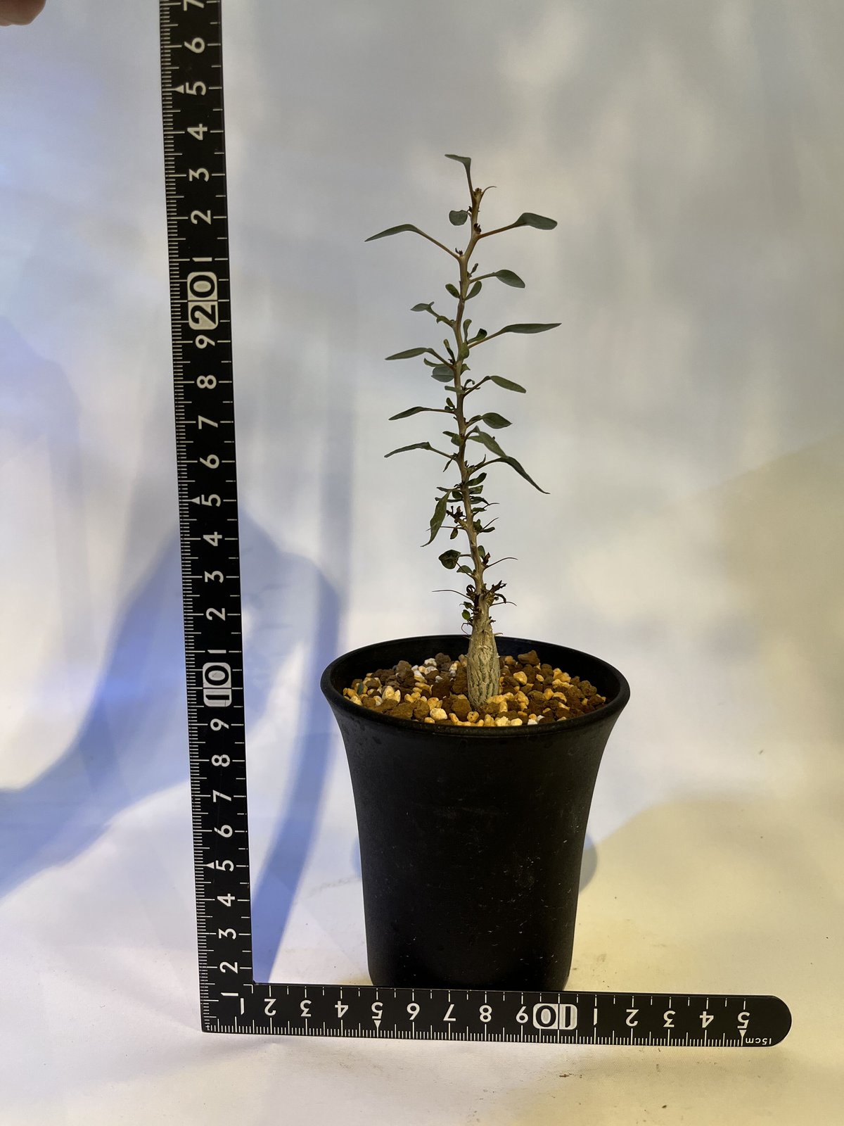 フォークイエリア コルムナリス 観峰玉 | GREEN LUCK