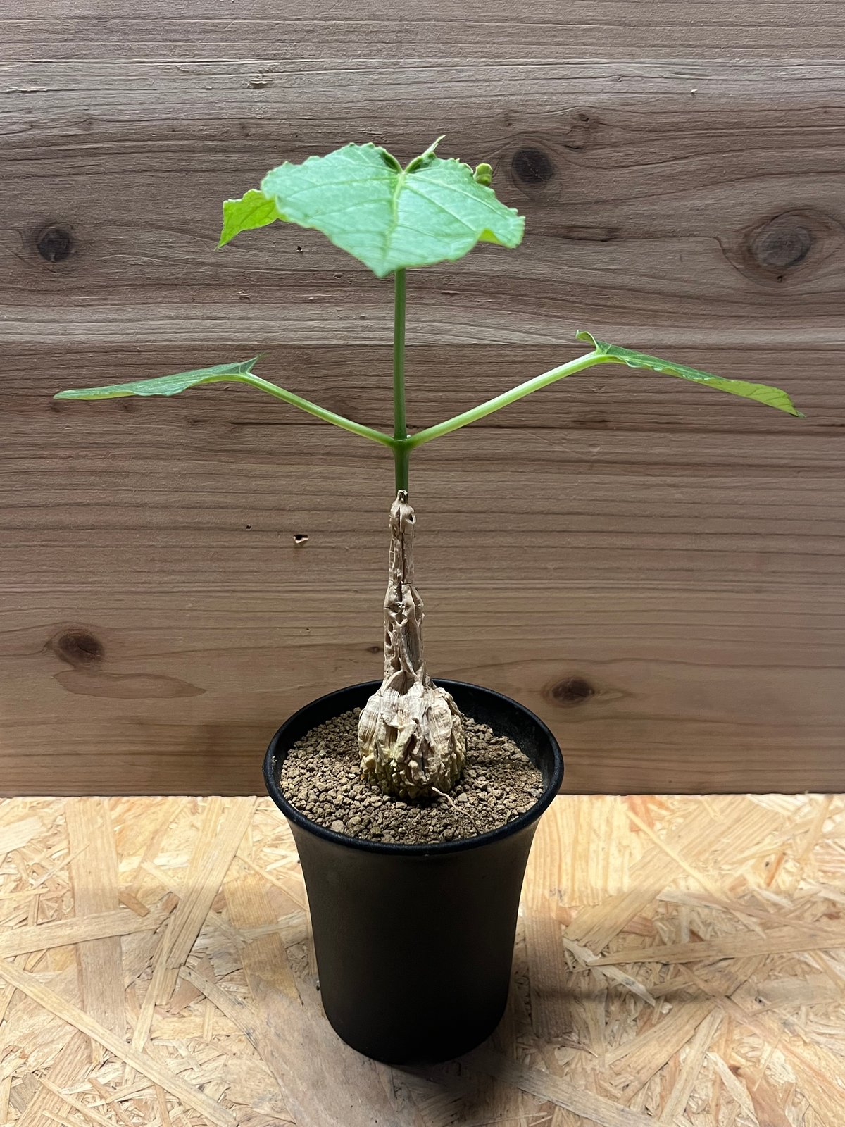 マテレア　シクロフォラ　実生 コーデックス：マテレア シクロフィラ 実生*M 塊根幅4.5cm