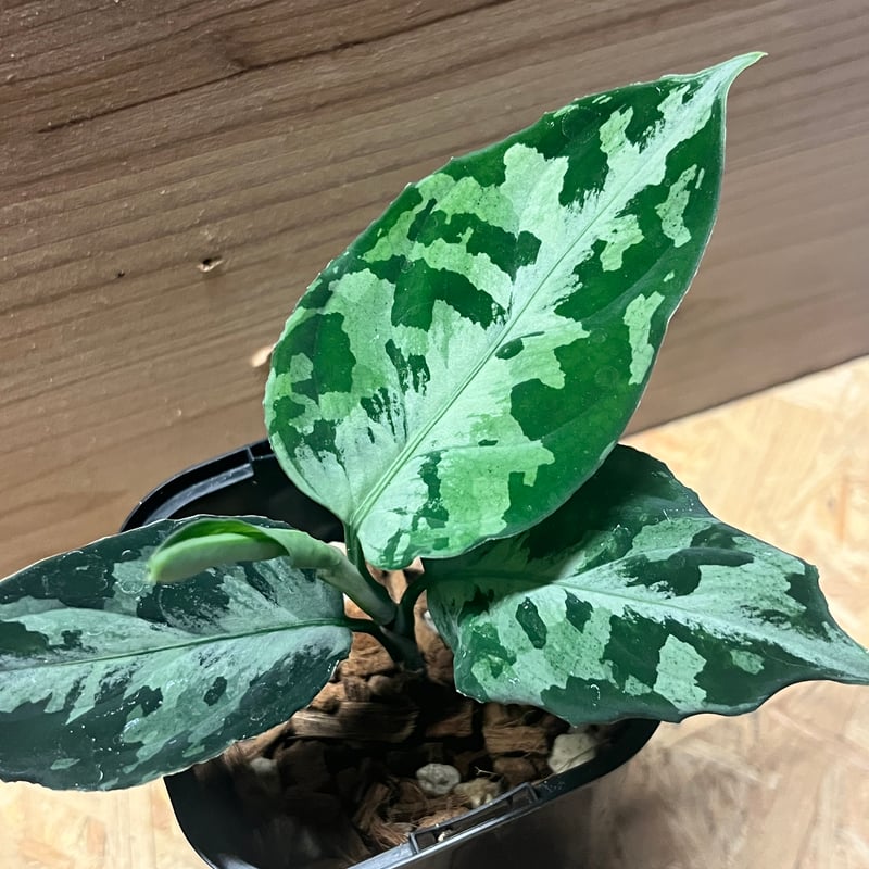 アグラオネマ ピクタム トリカラー ニアス | GREEN LUCK