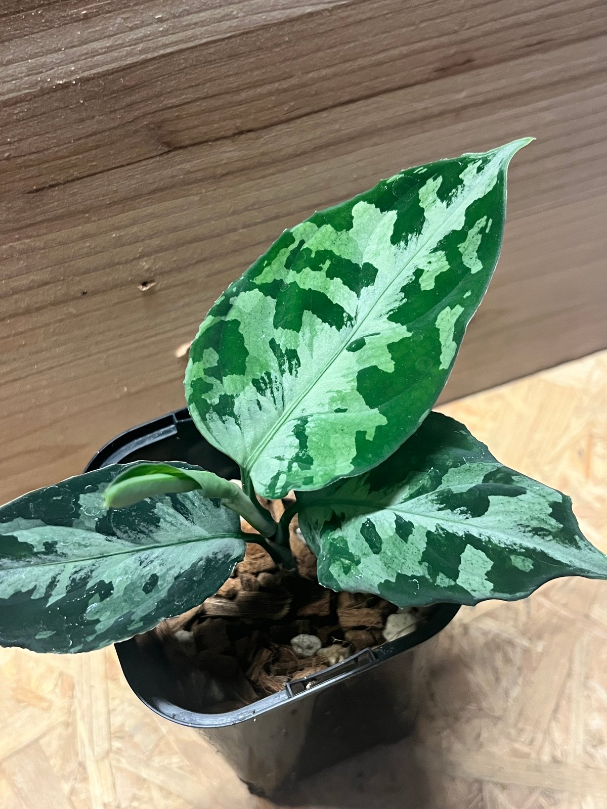 アグラオネマ ピクタム トリカラー ニアス | GREEN LUCK