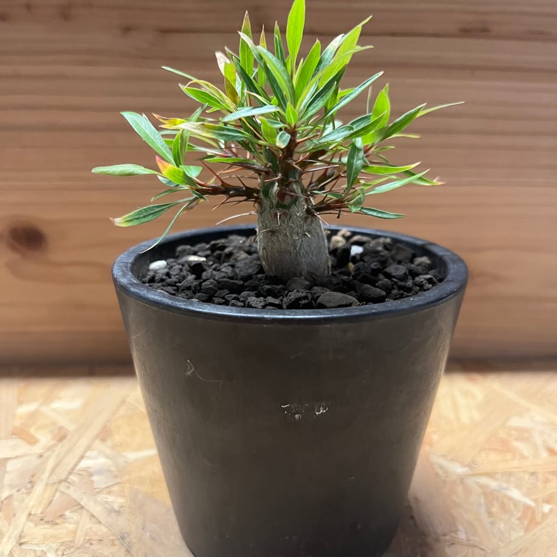 フォークイエリア　プルプシー isla del pescado - Fouquieria purpusii-フォークイエリア